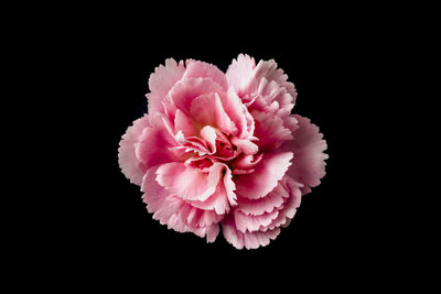 Close-up of pink flower against black background