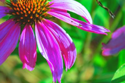 Close-up of pink flowers in park