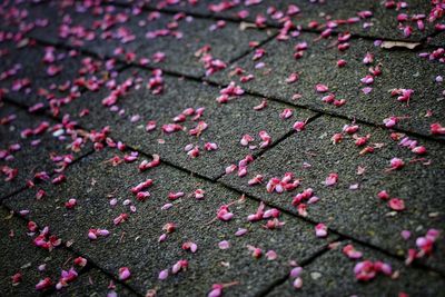 High angle view of pink petals on footpath