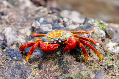 Close-up of crab