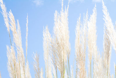 Low angle view of stalks against sky