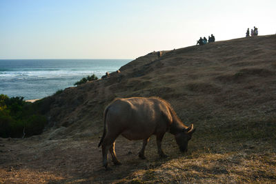 Horse in the sea