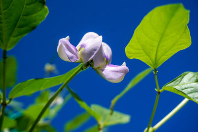 Close-up of white flowering plant against blue sky