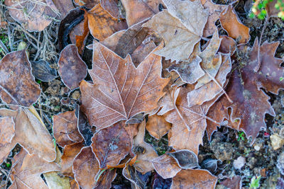 High angle view of dry maple leaves on field during autumn