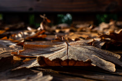 Close-up of dried leaves on wood