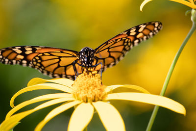 Close-up of butterfly pollinating on flower