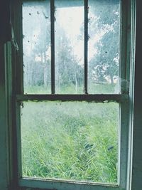 Plants seen through glass window of abandoned house