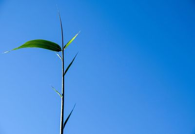 Low angle view of plant against blue sky