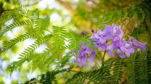 Close-up of purple flowering plant leaves