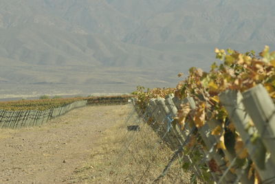 View of vineyard against mountain range