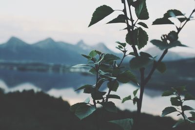 Close-up of plant against lake