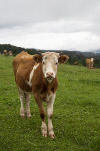 Cow standing in field against sky