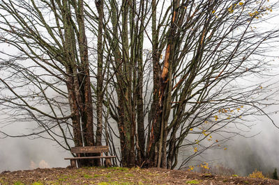 Bare trees on landscape