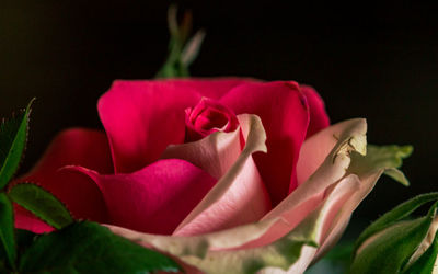 Close-up of pink rose flower against black background