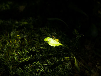 Yellow flower growing on grassy field