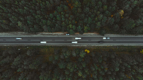 Low angle view of road amidst trees