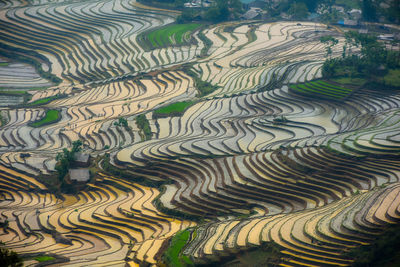 Full frame shot of rice paddy