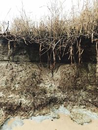 Trees growing in water