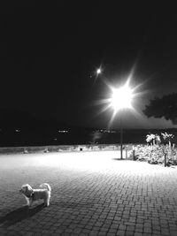 Dog at night