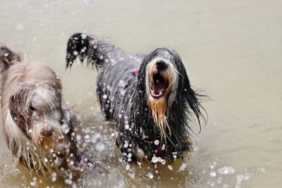 Close-up of dog swimming in water