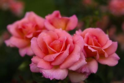 Close-up of pink rose