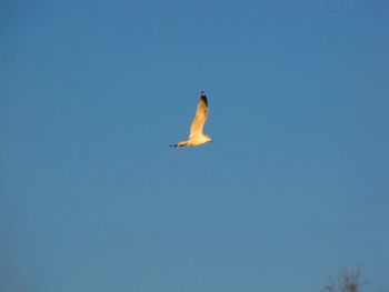 Low angle view of bird flying in sky