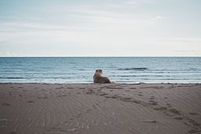 Horse sitting on beach against sky