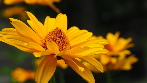 Close-up of yellow flower