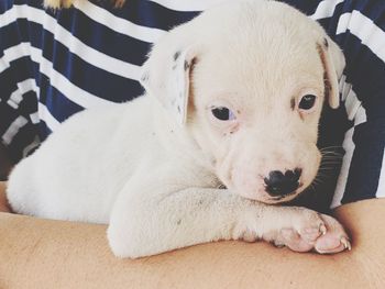 Close-up portrait of puppy relaxing at home