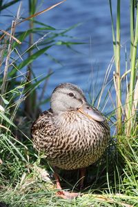 High angle view of bird in lake