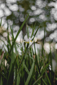 Close-up of white flowering plant on field