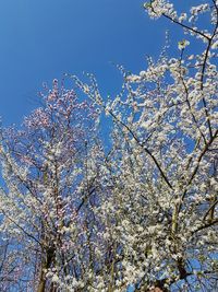 Low angle view of tree against sky