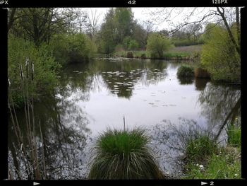 Reflection of trees in lake