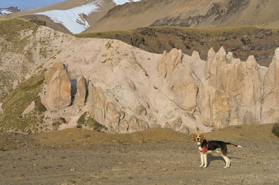 Beagle dog standing on the andes desert snowy mountains during sunny winter day 