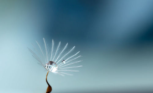 Close-up of dead plant