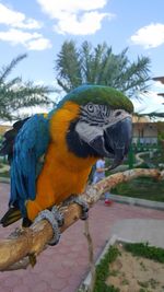 Macaw parrot perching on branch