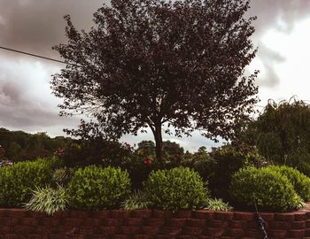 Trees growing in garden