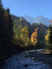 Scenic view of forest against sky during autumn