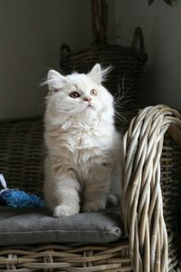 Cat relaxing on bed