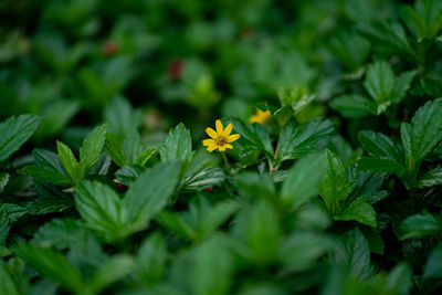 Close-up of yellow flowering plant