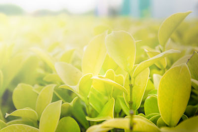 Close-up of yellow plant