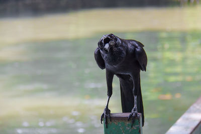 Black bird drinking water from a lake