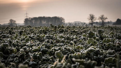 Close-up of fresh plants on field against sky