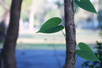 Close-up of green leaves on tree trunk