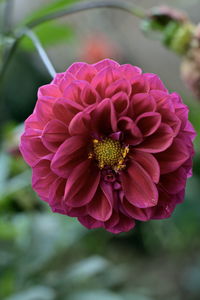 Close-up of flower blooming outdoors