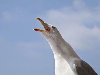 Low angle view of seagull against sky 