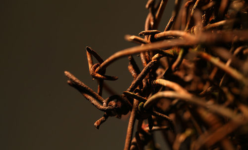 Close-up of dry plant