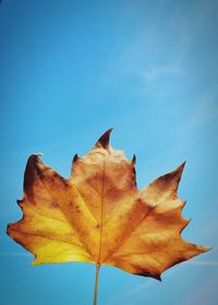 Close-up of dry maple leaves against clear sky