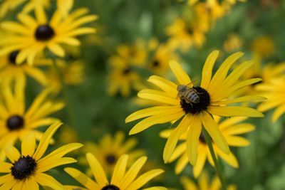 Close-up of honey bee pollinating on yellow flower