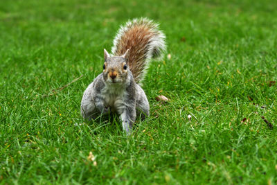 Squirrel on a field